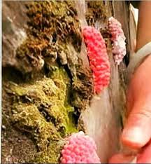 21:01:25 Beware of Pink Eggs