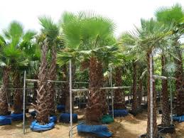 This large fan palm will remain small to medium size in a patio container and will take off when planted in the ground. Washingtonia Robusta Mexican Fan Palm Skyduster Terraforma Dubai Uae
