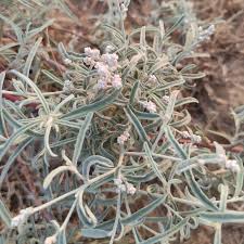 Image result for Aerva