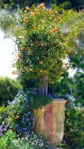 Pin By Sophie Paladichuk On Outdoor Space Container Gardening Plants Fruit Tree Garden