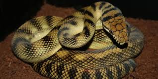 Phyton guihua di sumatera ular yang mempunyai panjang 14,86 meter dengan berat 447 kg. 9 Daftar Ular Terbesar Di Dunia Banyak Tinggal Di Indonesia Pintarpet