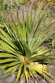 Image result for Pandanus utilis
