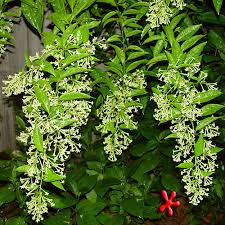 Image result for Cestrum nocturnum
