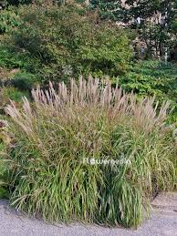 Image result for Miscanthus violaceus