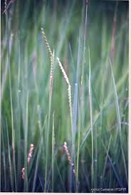 Image result for Urochloa dictyoneura