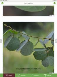 Image result for Pleurostylia capensis