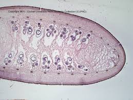 Image result for Marsilea macrocarpa