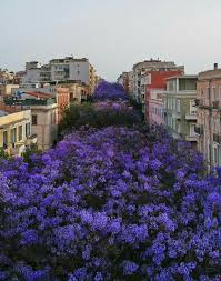 Il fascino di una cascata di fiori viola. Pin Su Purple