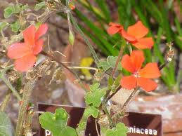 Ik wil graag een paar hangbakken aan de muur vullen met oostenrijkse geraniums , maar ik vraag me af of deze geraniums wel geschikt zijn omdat de muur waar ze aan komen te hangen op het oosten ligt ( dus. Pelargonium Wikipedia