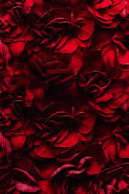 All pictures are photographed by the author. Heap Of Beautiful Dark Red Flowers Free Stock Photo