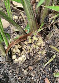 Image result for Curculigo latifolia