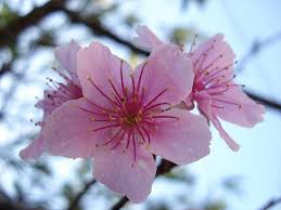 Trova immagini fiori gratis ✓ scarica immagini di fiori da scaricare ✓ scegli nuove immagini nuove di fiori hd da utilizzare per i tuoi progetti. Il Fiore Scienza Facile