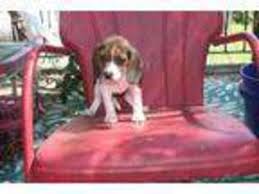 These adorable pups are available for adoption in san diego, california. Puppyfinder Com Beagle Puppies Puppies For Sale Near Me In California Usa Page 1 Displays 10