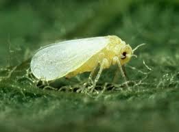 • facilitation of the cotton biosecurity reference group (brg), to. Silverleaf Whitefly Wikipedia
