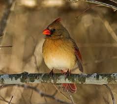 Brown Birds That Look Like Cardinals I Think Female Cardinals Are More Beautiful If Less Showy Than The Males Photo By Eric D Brown Cardinal Birds State Birds Birds