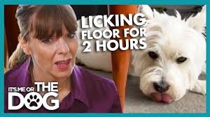 Video: Dog that Licks Floor and Furniture!