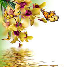 Beautiful Butterflies Sitting On Orchid Flowers By Hamid Raza Buy Posters Frames Canvas Digital Art Prints Small Compact Medium And Large Variants Orchids Beautiful Butterflies Butterfly Images