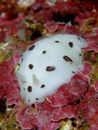 Kết quả hình ảnh cho sên biển