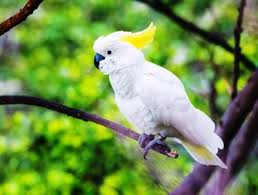 Informasi Harga Burung Kakak Tua Maret 2021 Nama lain dari burung ini yaitu kakatua goliath. informasi harga burung kakak tua maret 2021