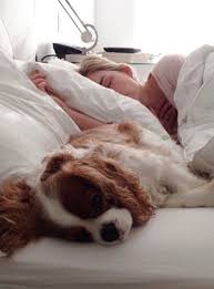 Should You Let Your Dog Sleep With You 7 Benefits To Consider Sleeping Dogs Dog Sleeping In Bed Dog Sleeping Positions