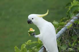 Badan jantan seluruhnya hitam, kecuali pita yang menunjol pada ekor merah mereka. 44 Jenis Kakatua Dan 15 Di Indonesia Yang Belum Diketahui Kaskus