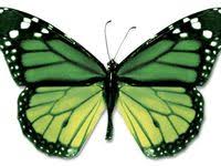 Image Papillon Papillon Ailes De Papillon