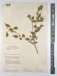 Image result for Erythrococca trichogyne