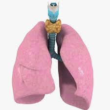 Respiratory Thyroid Larynx 3d Model 3d Model Human Body Projects Science Models Human Body Systems