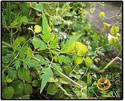 Image result for Cardiospermum halicacabum