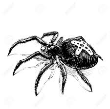Supercoloring.com is a super fun for all ages: Big Scary Spider Ink Black And White Drawing Stock Photo Picture And Royalty Free Image Image 164565121