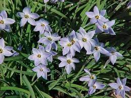 Flower id, identification flowers, flower names, latin name, free flower pictures. Best Bulbs
