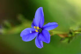 Image result for Aristea