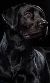 gece gibi black dog labrador retriever cute dogs breeds black labrador retriever
