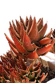 Image result for Asphodelaceae