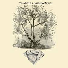 Image result for Pandanus candelabrum