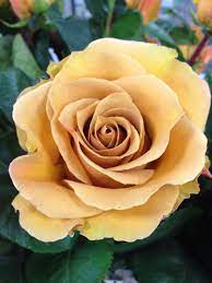 Tea Rose Combo Hybrid Tea Roses Tea Roses Flower Guide