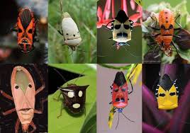 See The Faces In The Insects This Is Called Pareidolia The Psychological Phenomenon In Which With Visual Sound Stimulus Insects Nature Design Mother Nature