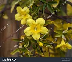 Image result for Gelsemiaceae