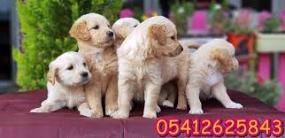 Golden Yavru Fiyat Golden Retriever Retriever