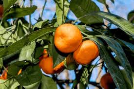 Image result for Citrus reticulata