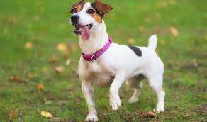 Your puppy might also be prone to. Jack Russell Terrier Ein Tausendsassa Auf Vielen Gebieten