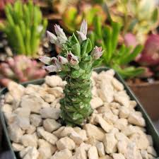 Image result for Monadenium