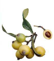 That being said, there are some things to think about before. Which Dwarf Fruit Trees Can Tolerate Shade