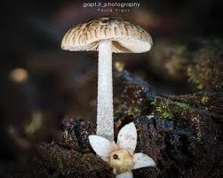 Image result for Bolbitius sp.