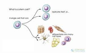 …a fertilized egg, called a zygote, which undergoes mitotic cell division to form an embryo—a simple multicellular structure of undifferentiated cells (i.e., those that have not developed into cells of a specific type)—and eventually a mature plant. Undifferentiated Cells Definition Sources And Purpose