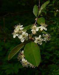 Maybe you would like to learn more about one of these? Tree Guide Oregonforests