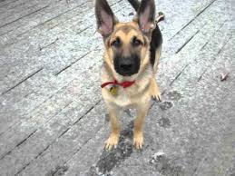 Belgium malinois puppies for sale. Adorable 6 Month Old German Shepherd Puppy Sees Snow For The First Time Youtube