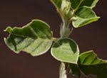 Image result for Indigofera flavicans