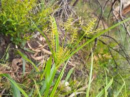 Image result for Cyperus esculentus