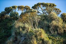 Image result for Phylica